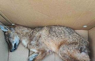 Yaralı halde bulunan çakal tedavi altına alındı