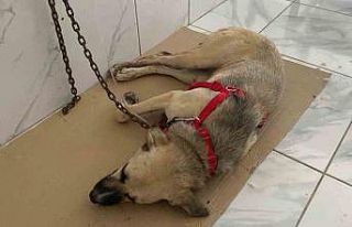 Yaralı halde bulunan sokak köpeğinin röntgen görüntüsü...