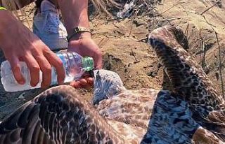 Yaralı martıya polis şefkati