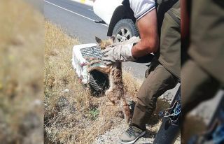 Yaralı tilki Kars’ta tedavi altına alındı