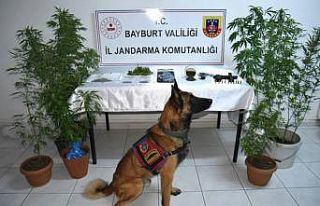 Yasadışı kenevir ekimi yapan 2 kişi tutuklandı