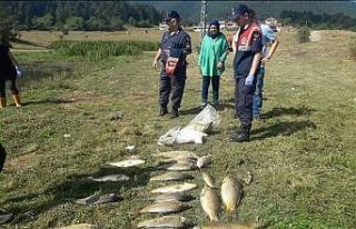 Yayla gölünde balık ölümleri