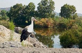 Yeşil leyleğin Afrika hayali seneye kaldı