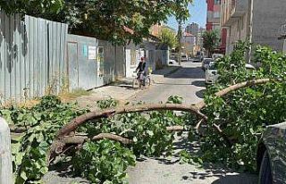 Yola devrilen ağaç korkuttu