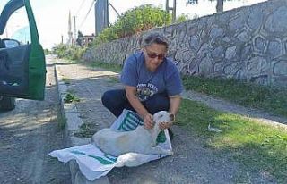 Yolda bulduğu köpeği tedavi ettirip koruma altına...