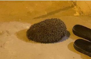 Yolunu kaybedip eve giren kirpi, tekrar doğaya bırakıldı