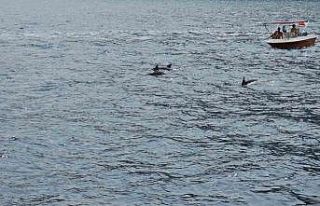 Yunus balıklarının tur teknesi ile dansı