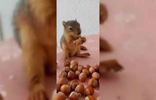 Yuvasından düşen yavru sincap koruma altında