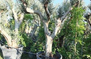Zeytin ağaçları saksıya girdi