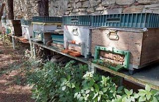 Zeytinburnu’nda bal toplama hasadı yapıldı