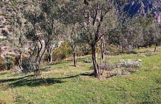 Ayılar bu kez zeytin ağaçlarına dadandı