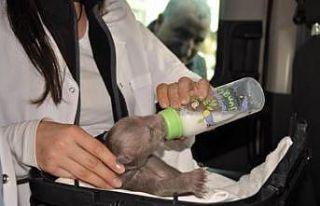 Bu yıl 8 bin 18 yabani hayvan yeniden doğaya kazandırıldı