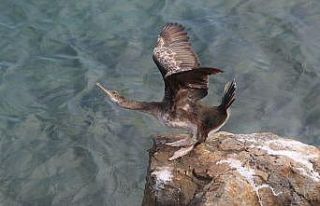 EKODOSD’tan amatör balıkçılara “dikkat”...