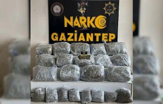 Gaziantep’te 78 kilogram skunk ele geçirildi: 1...