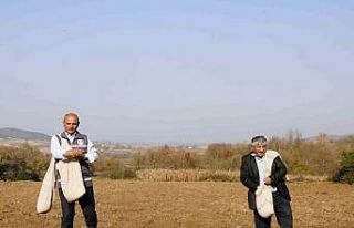 Körfezli çiftçilere sertifikalı buğday tohumu...