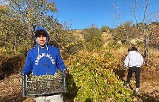 Mardin’de mevsimlik işçilerin zorlu mesaisi