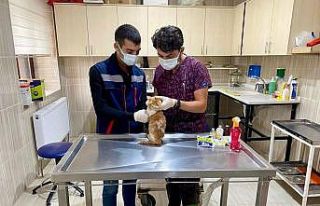 Sincan’da sokak hayvanları için 78 besleme noktası