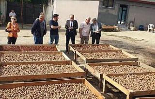 Tekirdağ’da ceviz hasadı devam ediyor