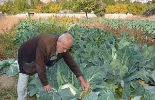 Deneme amaçlı karnabahar dikti, şimdi siparişlere...