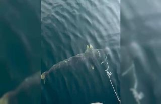 Elazığ’da yakalanan dev Fırat turnası görenleri...