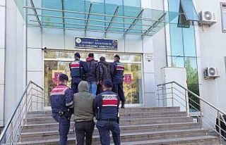 Jandarma 120 kilo zeytin çalan 3 şüpheliyi yakaladı