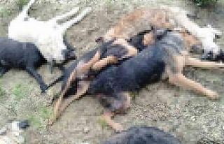 Köpek katliamında gözaltına alınan 5 kişiden...