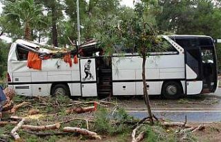 Manavgat’ta hortum asırlık çam ağaçlarını...