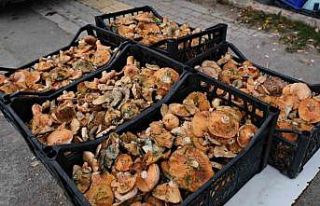 Samsun’da ’Kanlıca mantar’ sezonu başladı