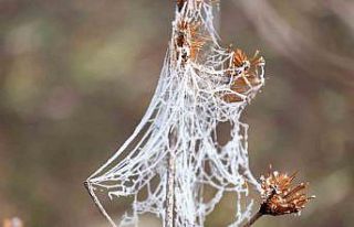 Soğuk hava nedeniyle örümcek ağları ve ağaçlar...