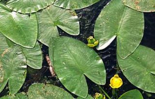 Sonbaharda açan nilüferler görsel şölen sunuyor