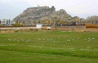 Van’daki ’bahar havası’ bilim adamlarını...