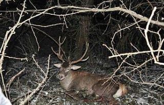 Yaban hayvanları sebebiyle o bölgede kazalar arttı