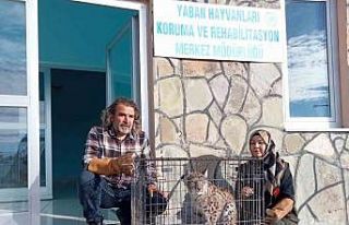 Yaralı vaşak tedavi altına alındı