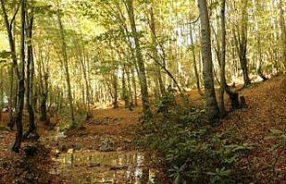 Zonguldak ormanlarında sonbahar güzelliği