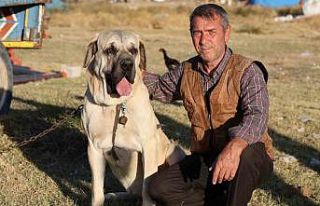 ’Aksaray malaklısı’ 3 bin 500 yıl öncenin...