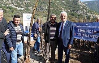 Büyükşehir’den üreticilere 151 bin 780 fidan...