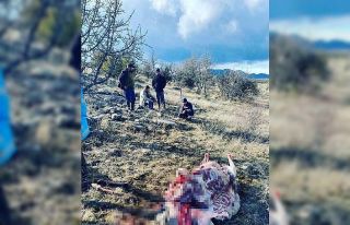 Çamlıdere’de kaçak kızıl geyik avlayanlara...