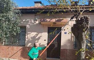 Efeler’de ağaç budama çalışmaları sürüyor