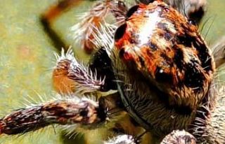 Erzurum’da vatandaşlar zıplayan örümceği görüntüledi