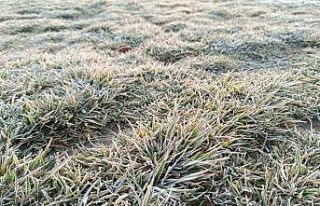 Eskişehir’de sabah saatlerinde bitkiler beyaza...