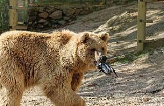 Gazetecilerin su havuzuna düşen dronunu boz ayı...