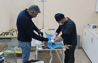 Hakkari’de sahipsiz can dostlar kısırlaştırılıyor