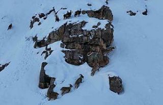 Karla kaplanan Munzur Dağlarında sürü halindeki...