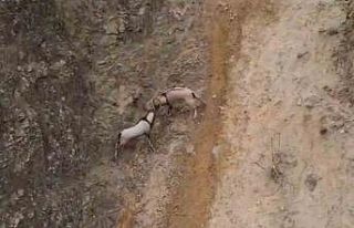 Kayaların usta tırmanıcıları dövüştü, o anlar...