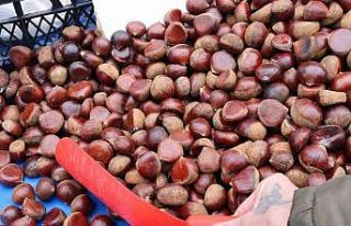 Kış aylarının vazgeçilmezi kestane pazarda yerini...