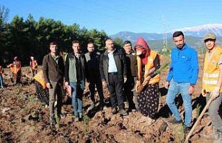 Kumluca’ya 50 dönümlük alanda ikinci bal ormanı