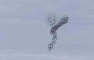 Manisa’da sığırcık kuşlarının dansı hayran...