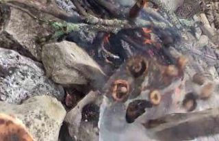 Mantar ziyafeti patlamayla son buldu