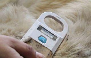 Sahiplendikleri hayvanları sokağa bırakanlara çipli...