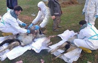 Sinop’ta küçükbaş hayvan ölümlerinin nedeni...